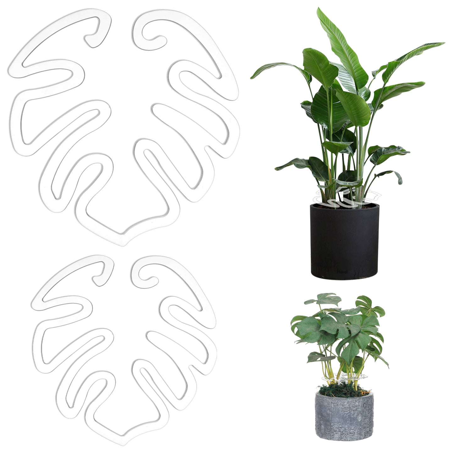 Tyqour 2PCS Large Plant Holders Indoor Stand for Plants over One Meter Tall, Clear Monstera Plant Stem Support for Thriving Growth Monstera Plant Support