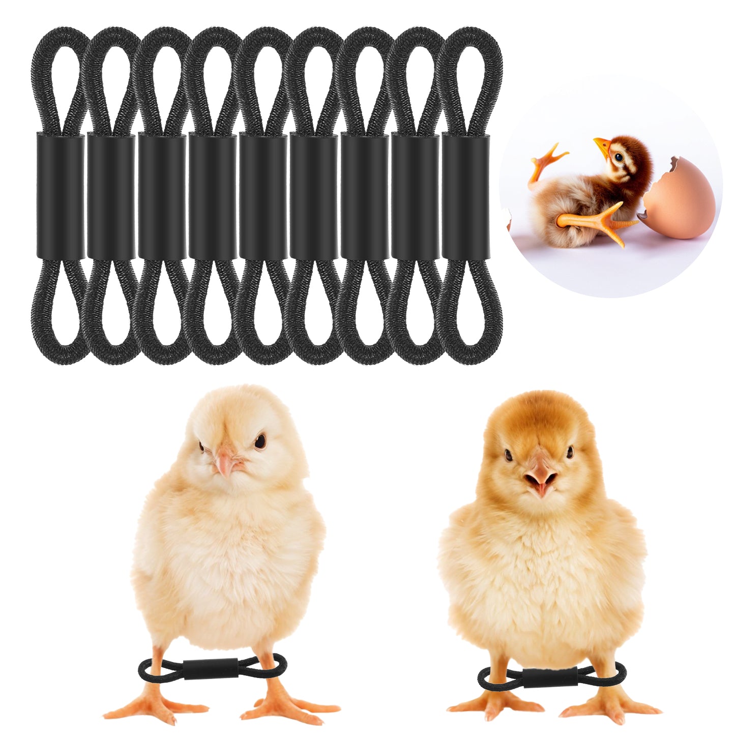 Ymapinc 100 Pieces Leg Bands for Chickens - Chick Baby Chicken Supplies, Splay Ankle Newborn Quail Bird Duck Poultry Leg Bands Baby Chick Accessories