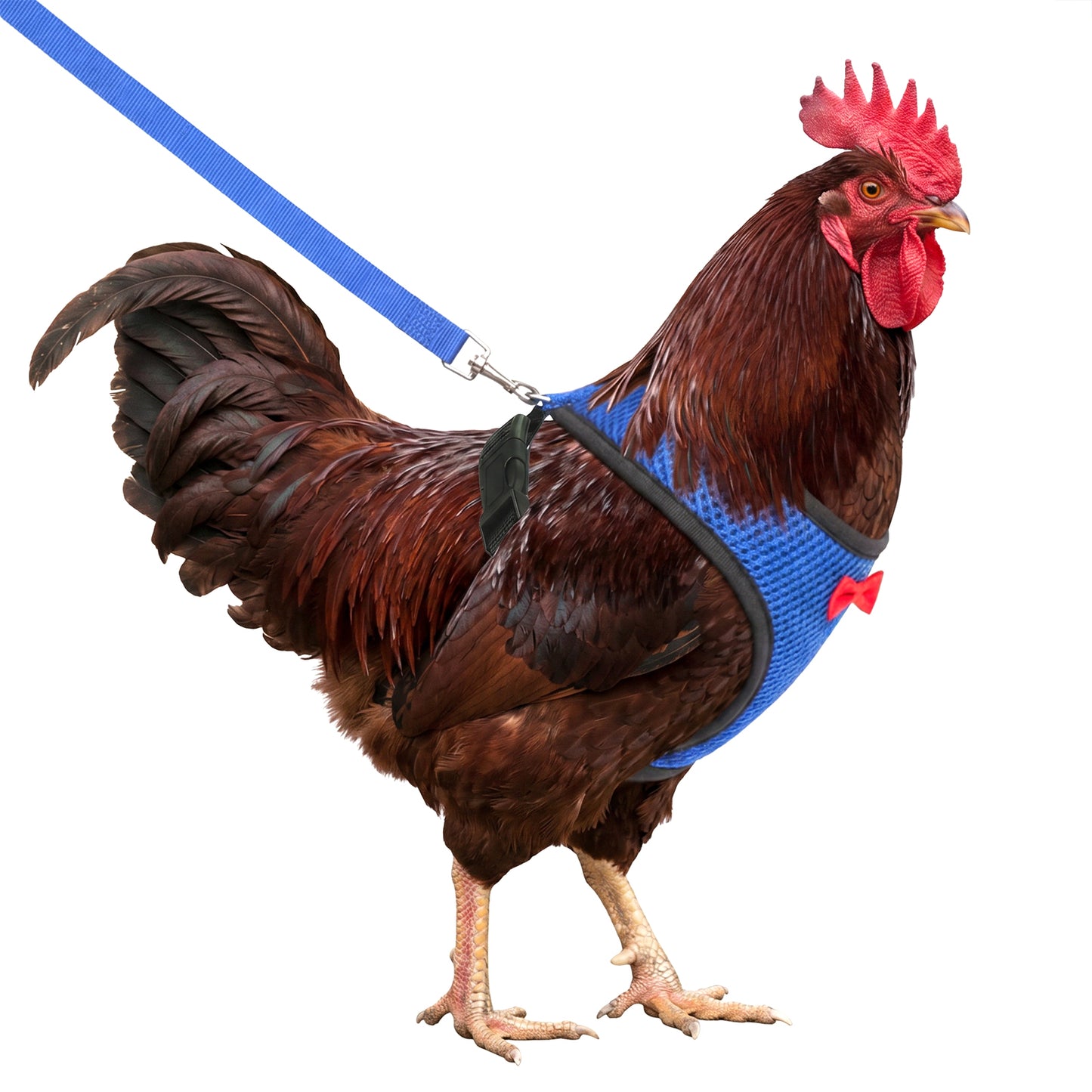 Chicken Harness and Leash Set Adjustable Comfortable Chicken Vest Elastic Hen Vest Breathable Mesh Training Harness Pets Leashs for Goose Hen Rooster Parrots Dog Kitten Small Pets Blue