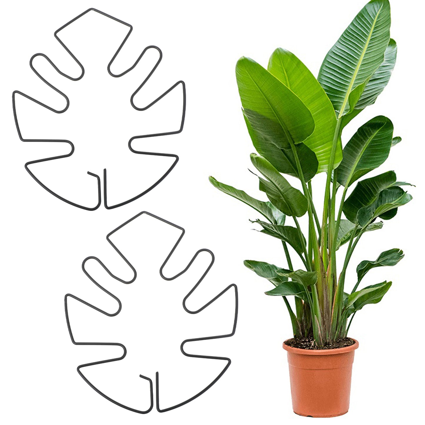 Tyqour 2PCS Monstera Plant Stem Support Durable Indoor Plant Stands Moss Pole Monstera Plant Support Stakes for Thriving Growth (Green, 13x14cm)